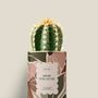 Gifts - Mère veilleuse - Mini Cactus - DIAIWAIE