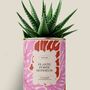 Cadeaux - Plante porte bonheur - Maxi Aloé - DIAIWAIE