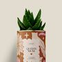 Gifts - Queen Mum - Mini Aloé - DIAIWAIE