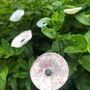 Floral decoration - Round small glass flower for outdoor use in white, red colour with 43 cm stainless steel stem - CARNEOL GLASS