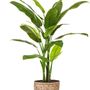 Floral decoration - Bird of paradise 190 cm in its woven banana pot - VGTAL