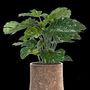 Décorations florales - Monstera géant - VGTAL