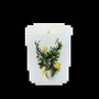 Candles - Enchanted Traditions Candle 180g Enchanted Biscuits - LES LUMIERES DU TEMPS