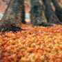 Autres tapis - Tapisserie avenue bordée d'arbres - NEO TAPIS