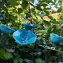 Floral decoration - Medium-sized cala flover in light turquoise - CARNEOL GLASS