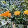 Floral decoration - Yellow-orange cala flower - CARNEOL GLASS