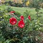 Floral decoration - Funnel shaped glass flower in red, black color - CARNEOL GLASS