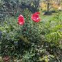 Floral decoration - Funnel shaped glass flower in red, black color - CARNEOL GLASS