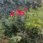 Floral decoration - Funnel shaped glass flower in red, black color - CARNEOL GLASS