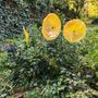 Décorations florales - Fleur en verre de grande taille pour l'extérieur de couleur transparente, jaune, orange avec tige en acier inoxydable de 1 mètre - CARNEOL GLASS