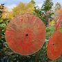 Floral decoration - Large size glass flower for outdoor use in transparent, orange, red colour with 1 meter stainless steel stem - CARNEOL GLASS
