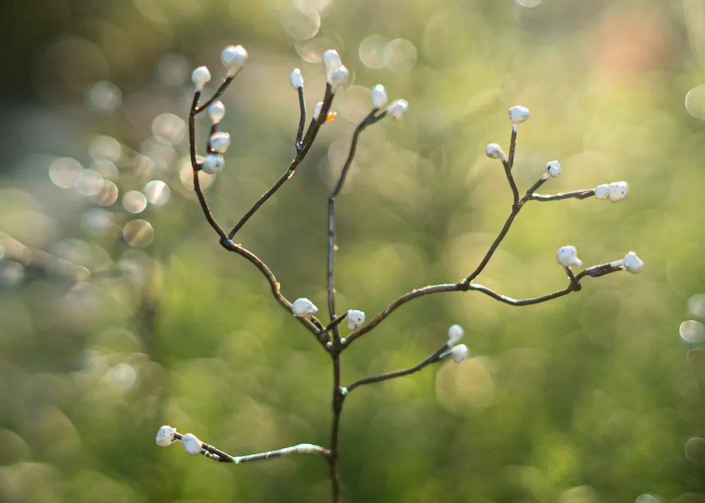 Outdoor decorative accessories - Salamandre - ARROSOIR & PERSIL