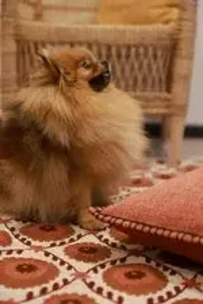 Rugs - SUZANI EMBROIDERED RUG - CURIOSITY LAB