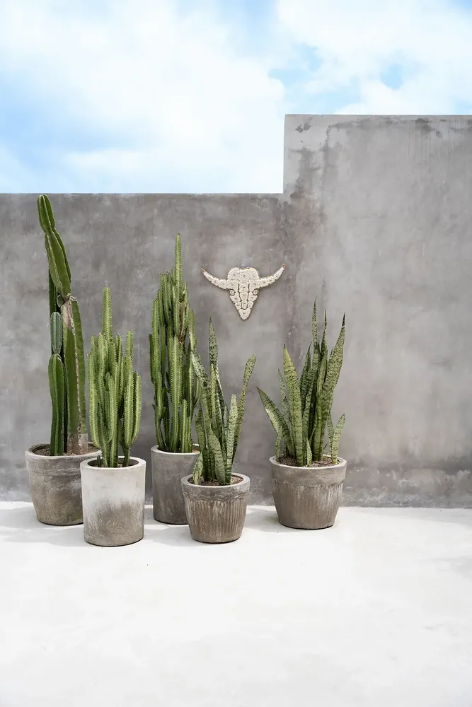 Objets de décoration - Le Bull Shell - Blanc - BAZAR BIZAR LIVING