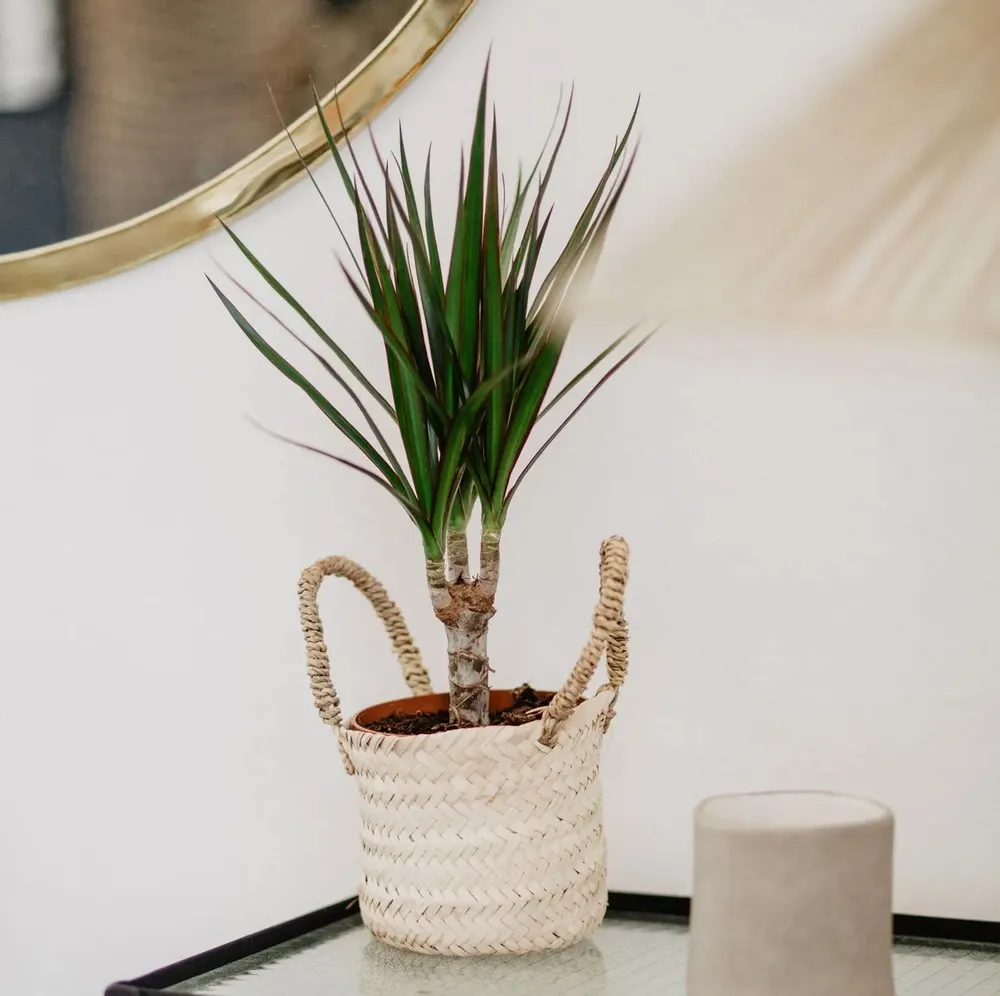 Decorative objects - DOUM PALM LEAF BASKETS - COSYDAR-DECO