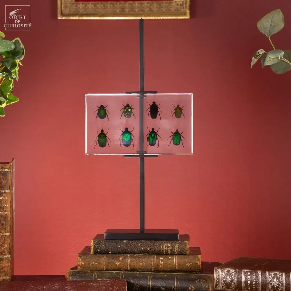 Objets de décoration - Notre collection d'insectes. - OBJET DE CURIOSITÉ