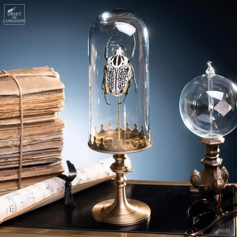 Objets de décoration - Notre collection d'insectes. - OBJET DE CURIOSITÉ