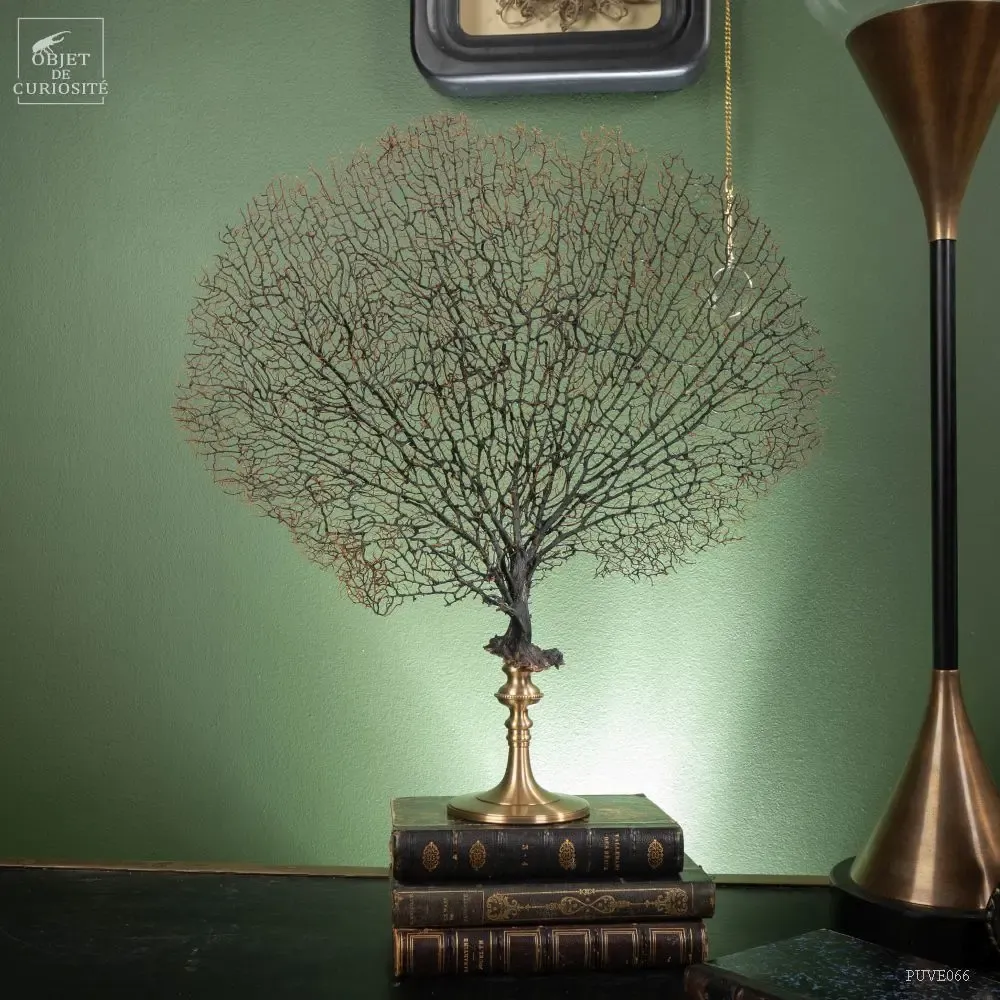 Decorative objects - Our new products - OBJET DE CURIOSITÉ