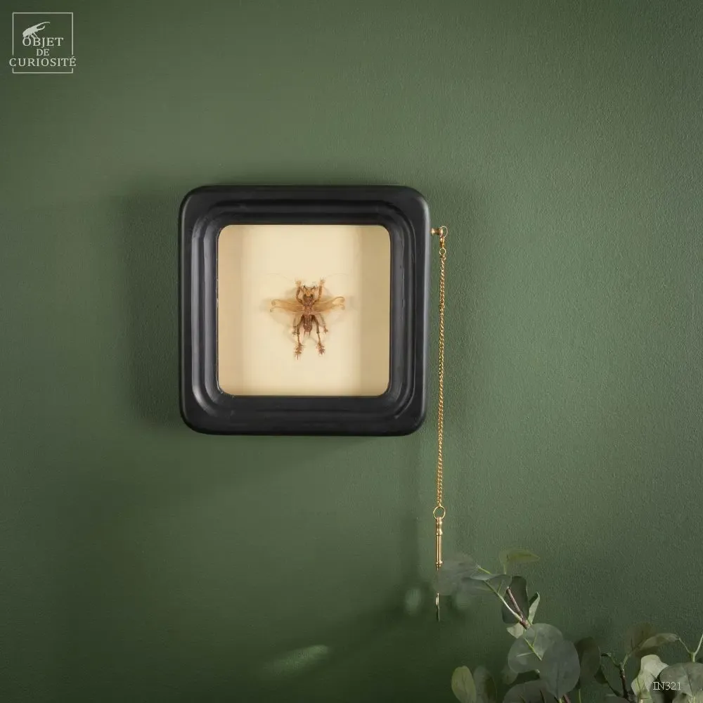 Decorative objects - Our new products - OBJET DE CURIOSITÉ