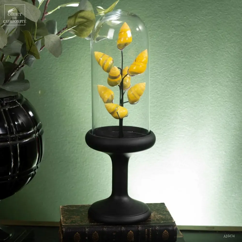 Decorative objects - Our new products - OBJET DE CURIOSITÉ