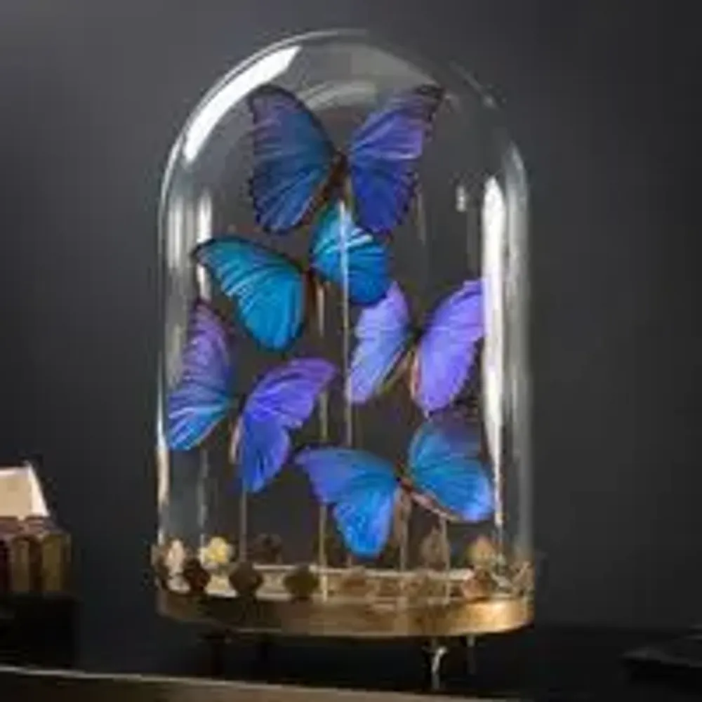 Objets de décoration - Notre collection d'insectes. - OBJET DE CURIOSITÉ
