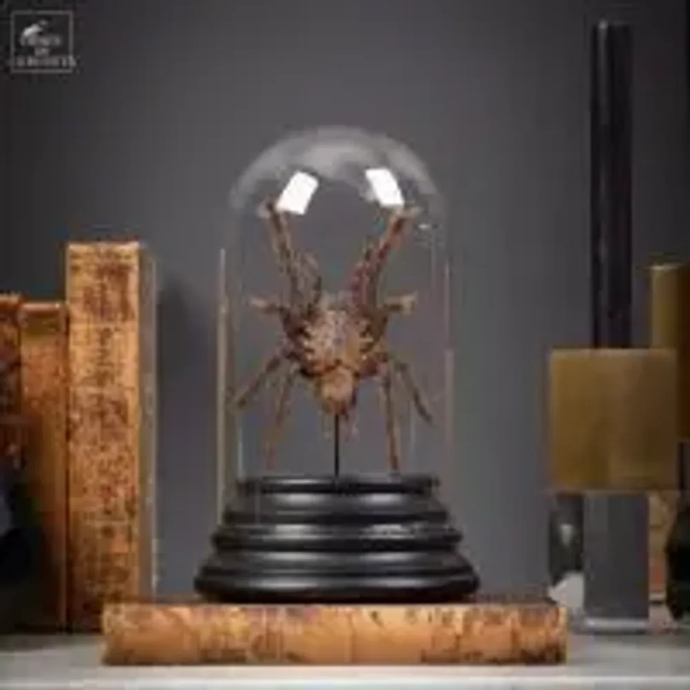 Objets de décoration - Notre collection d'insectes. - OBJET DE CURIOSITÉ