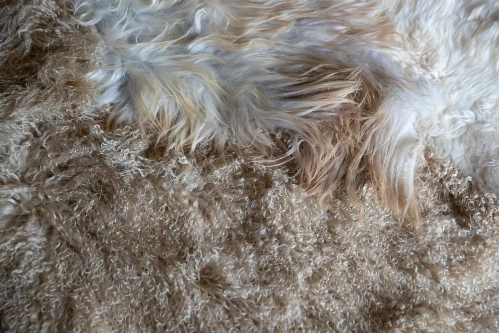 Rugs - Eclat rug created by Carine Boxy - JOLI JOUR PARIS