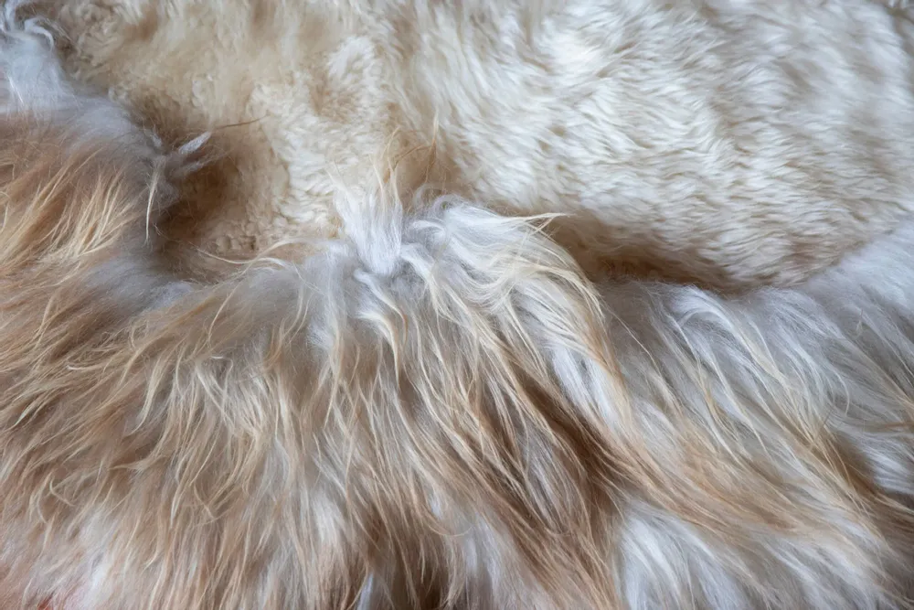 Rugs - Eclat rug created by Carine Boxy - JOLI JOUR PARIS