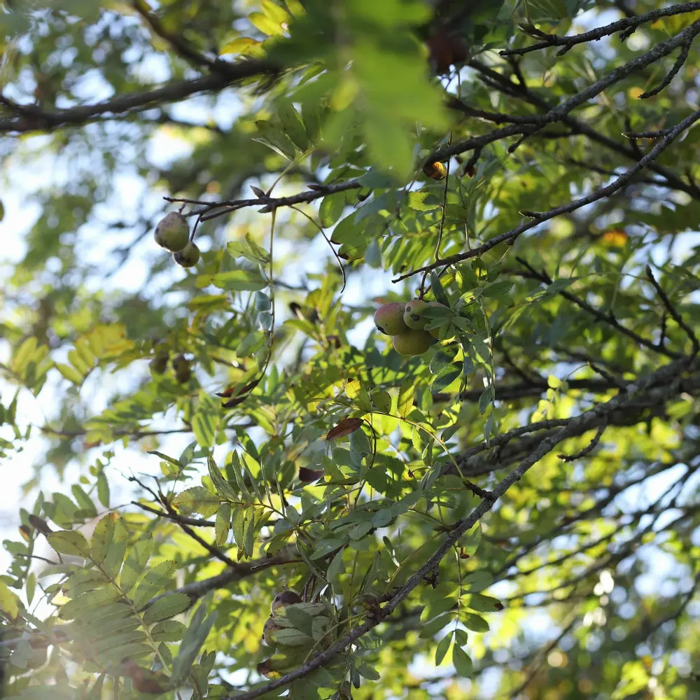 Décorations florales - Bougie votive - Souvenir du verger (80G) - MAISON SÉJOUR