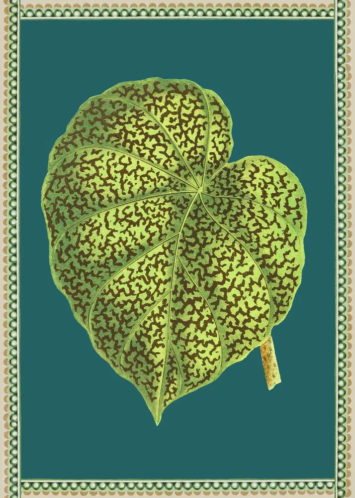 Poster - Begonia illustration - PARADISIO IMAGINARIUM