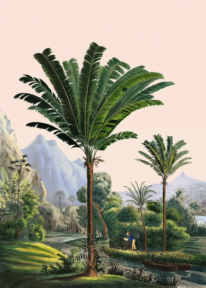 Poster - Manicaria illustration - PARADISIO IMAGINARIUM