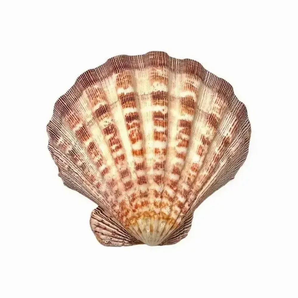Senteurs - Porte encens coquille St Jacques Patte de Lion 12-16cm - ARABESK