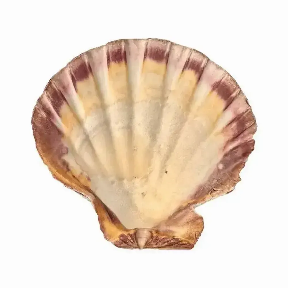 Senteurs - Porte encens coquille St Jacques Patte de Lion 12-16cm - ARABESK