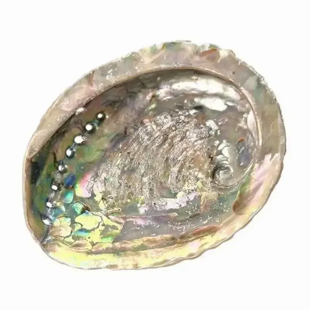 Senteurs - Coquille d'ormeau Sud Afrique 15-16cm - ARABESK