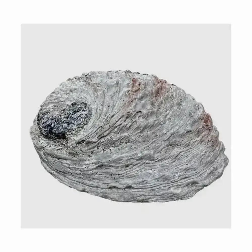 Senteurs - Coquille d'ormeau Sud Afrique 15-16cm - ARABESK