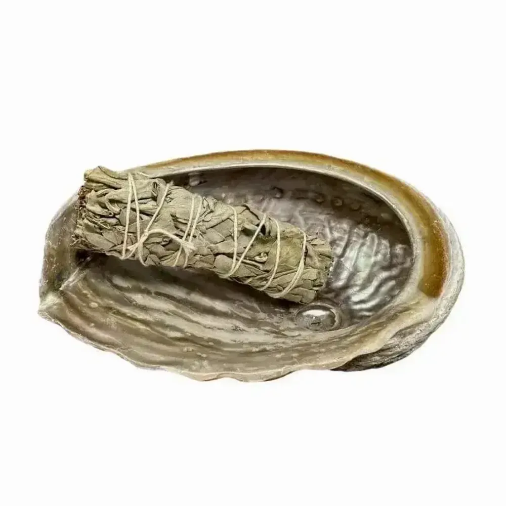 Scents - Australian abalone shell 15-17cm - ARABESK