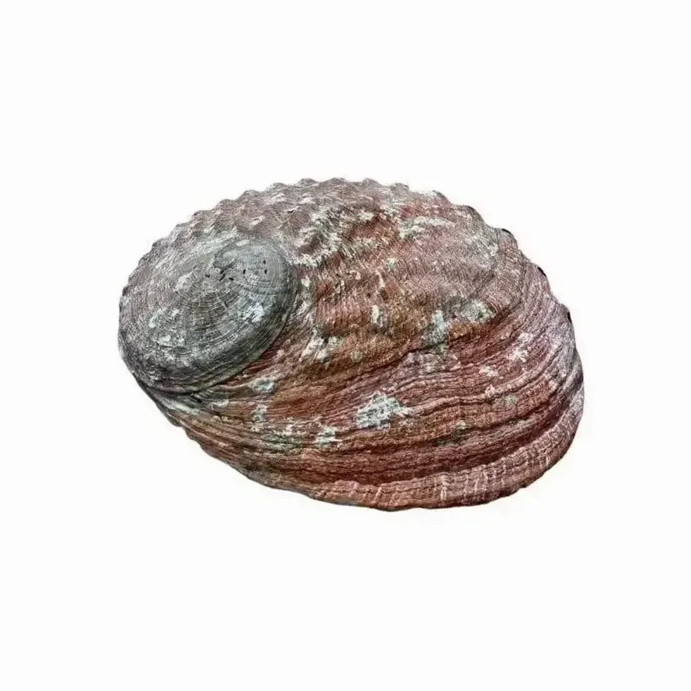 Scents - Australian abalone shell 15-17cm - ARABESK
