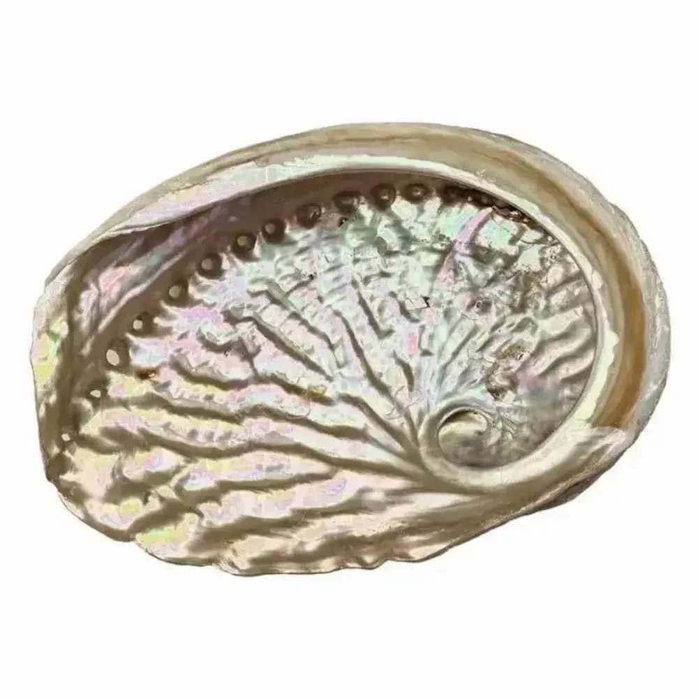 Senteurs - Coquille d'ormeau d'Australie 13-15cm - ARABESK