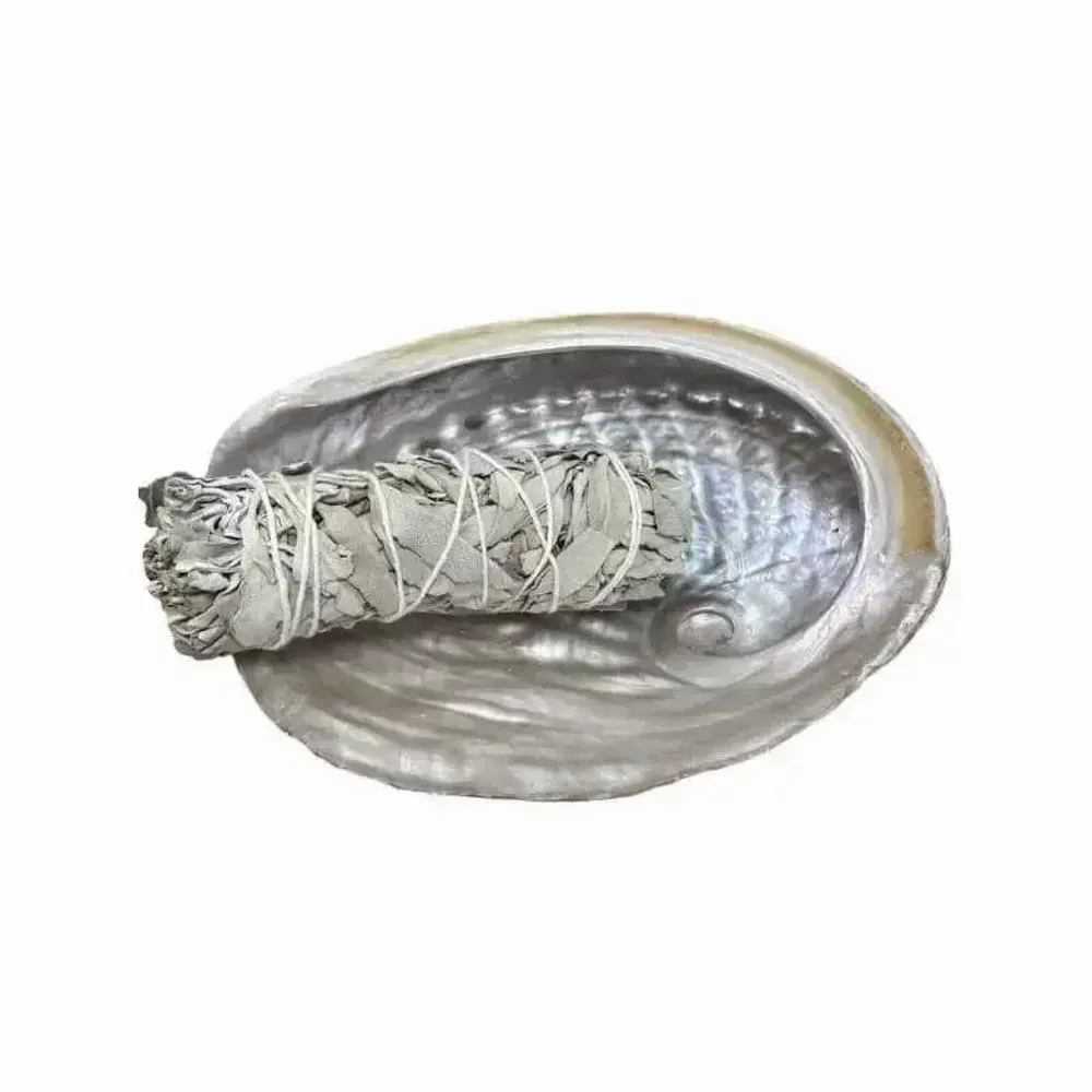 Senteurs - Coquille d'ormeau d'Australie 13-15cm - ARABESK