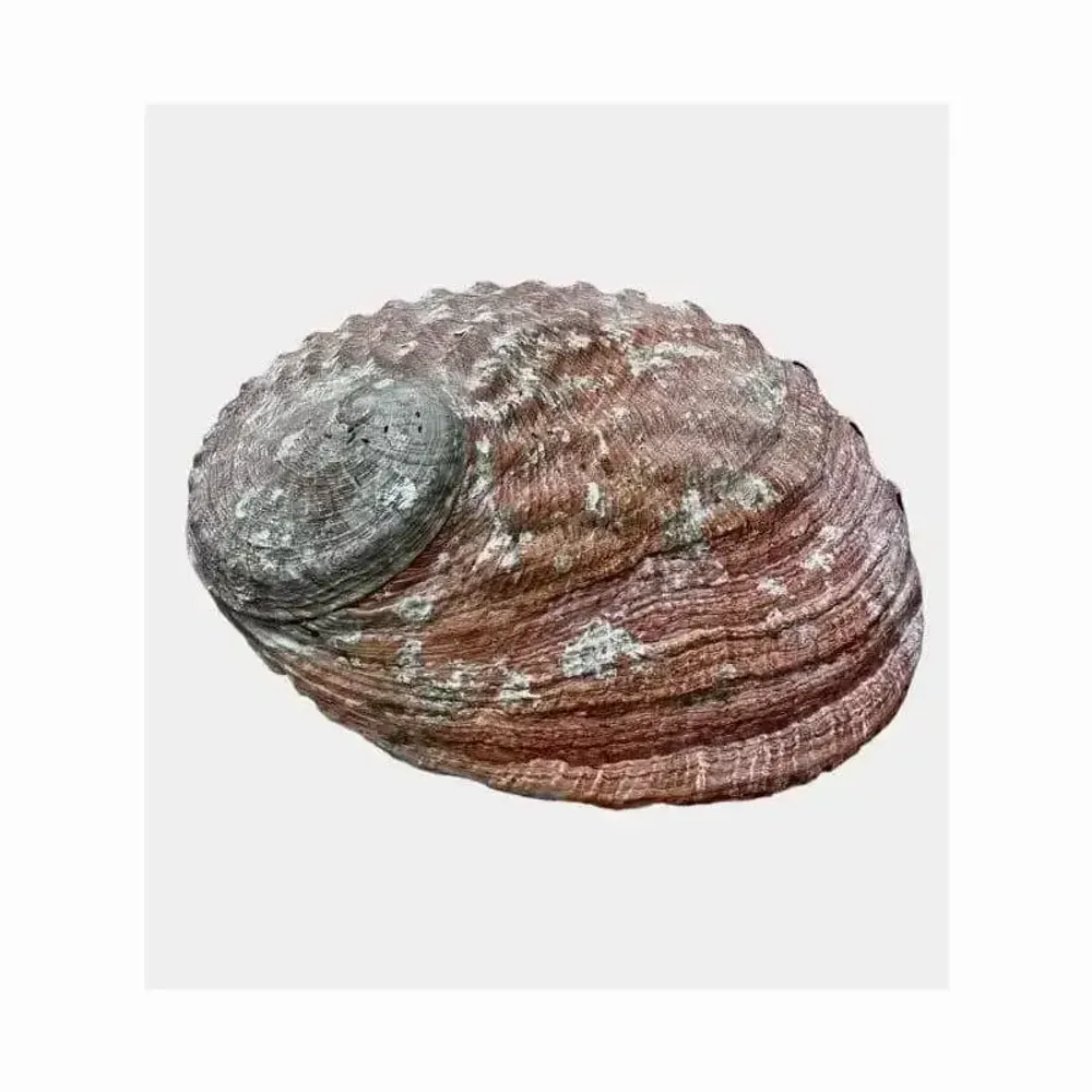 Senteurs - Coquille d'ormeau d'Australie 13-15cm - ARABESK