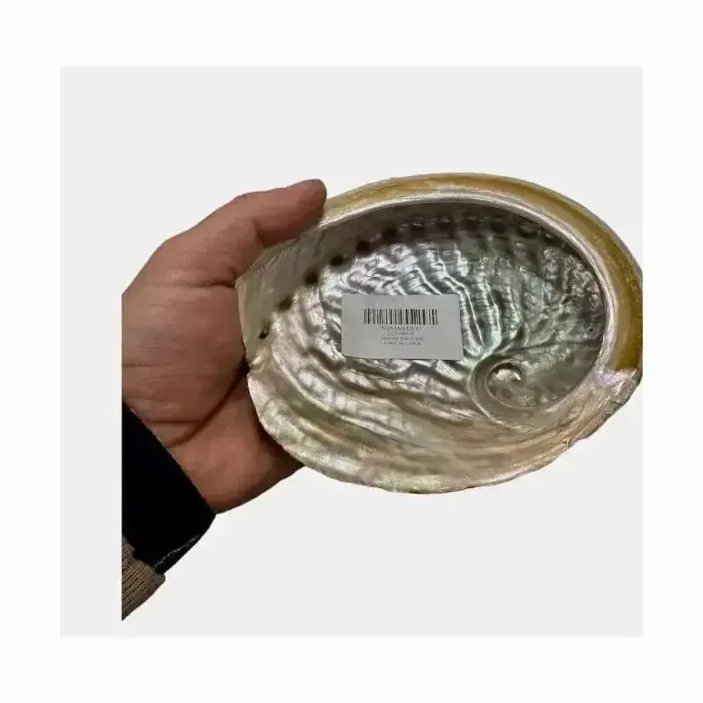 Senteurs - Coquille d'ormeau d'Australie 13-15cm - ARABESK
