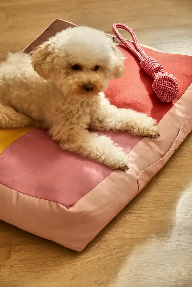 Pet accessories - PET ACCESORIES - CALMA HOUSE