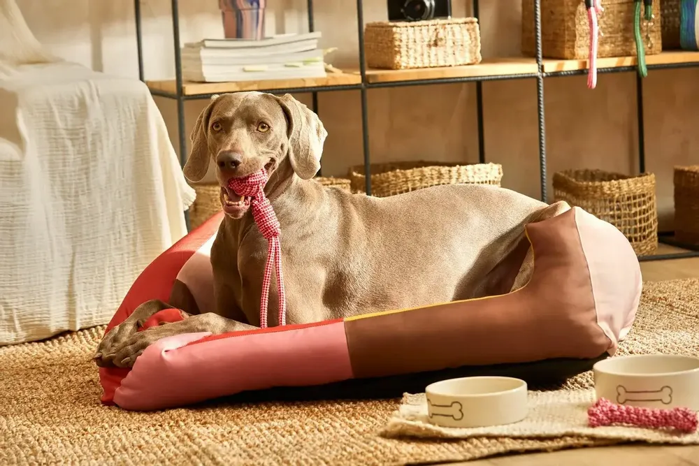 Pet accessories - PET ACCESORIES - CALMA HOUSE