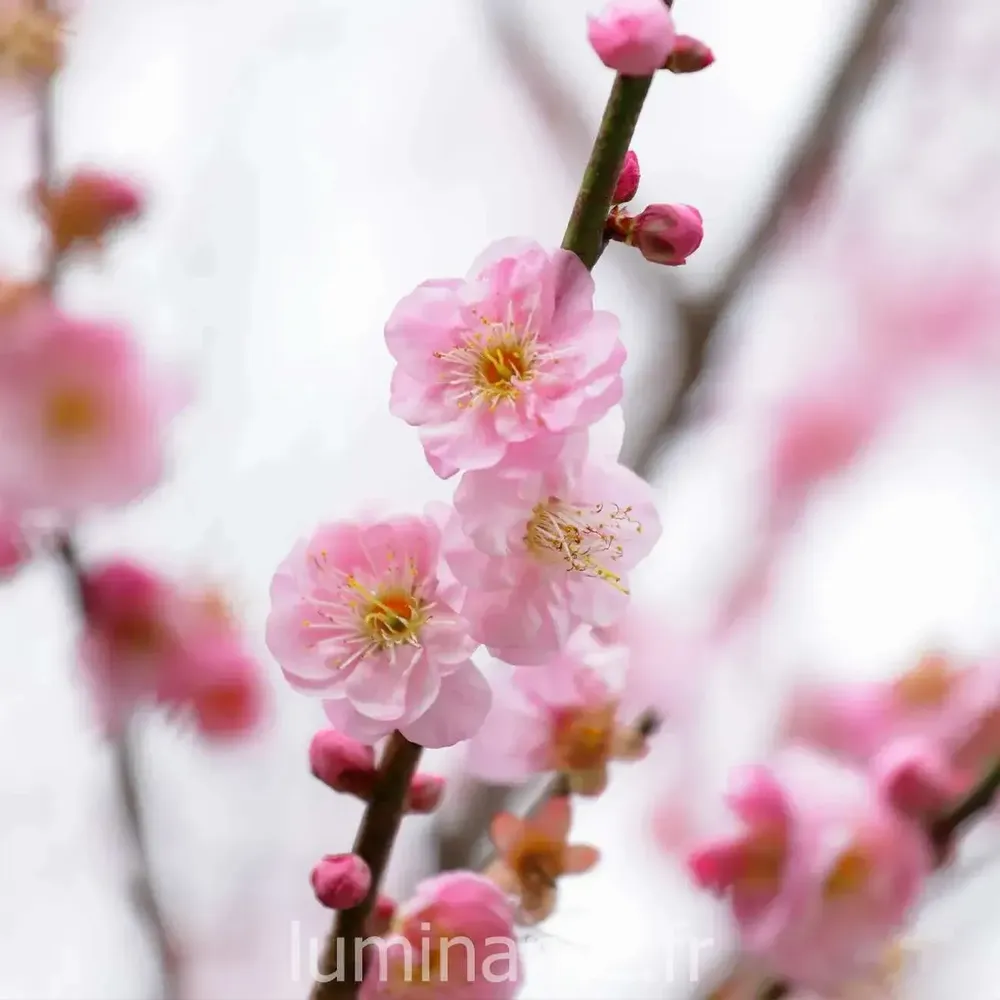 Candles - Candle that becomes a Cherry Blossom plant - LUMINANTE