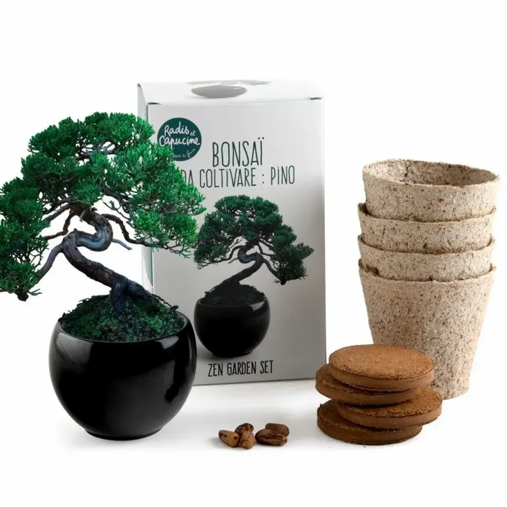 Decorative objects - Parasol Pine Bonsai Kit - RADIS ET CAPUCINE