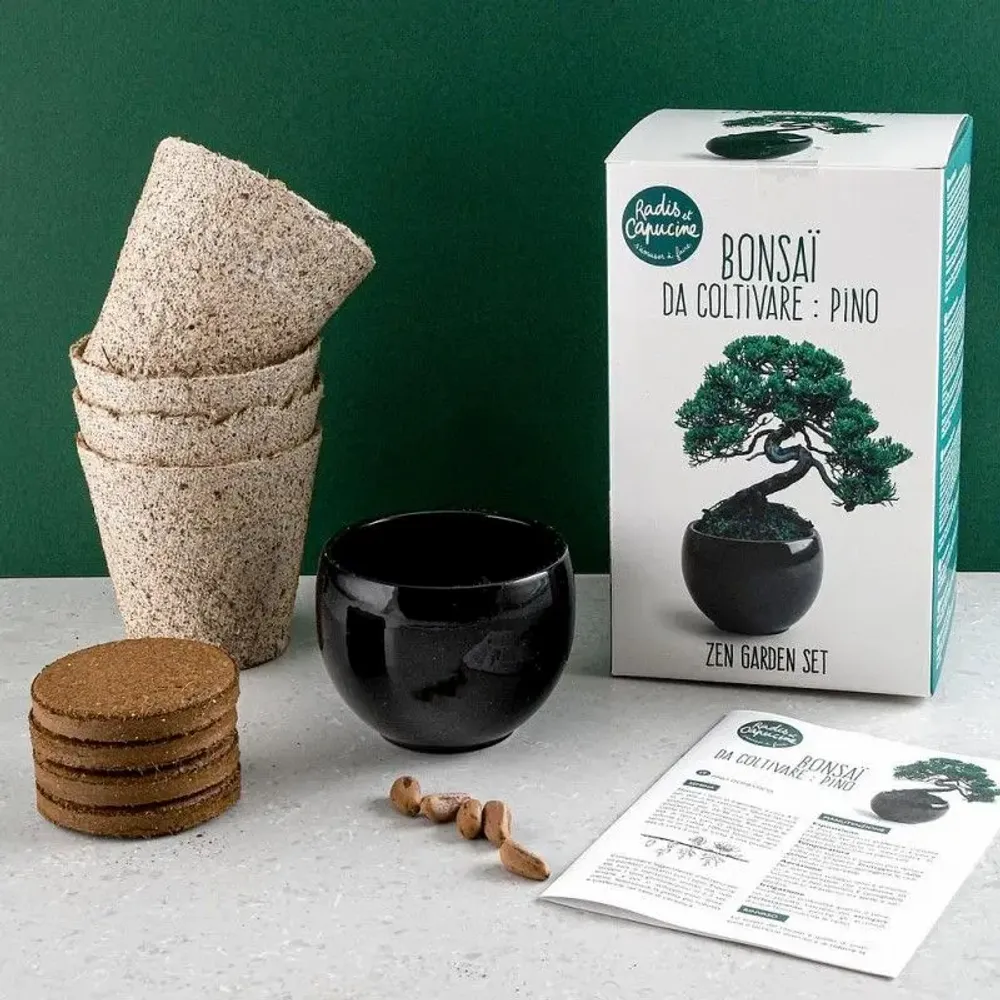 Decorative objects - Parasol Pine Bonsai Kit - RADIS ET CAPUCINE