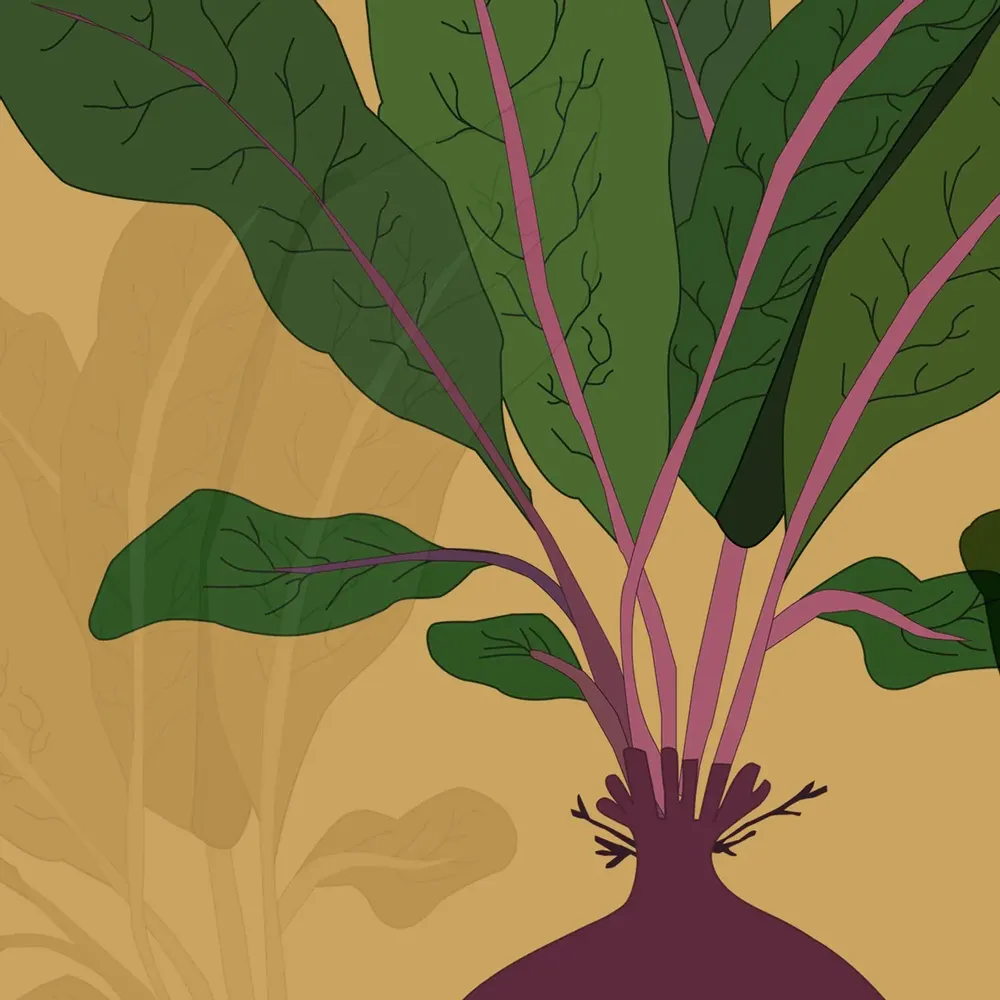 Poster - THE BEETROOT - MARIE KAZMIERCZAK