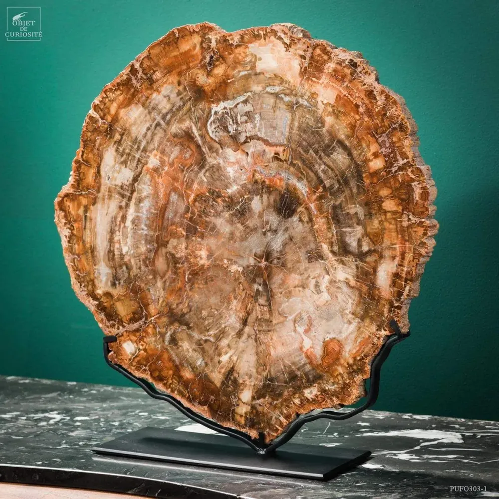 Objets de décoration - Notre collection de fossiles. - OBJET DE CURIOSITÉ