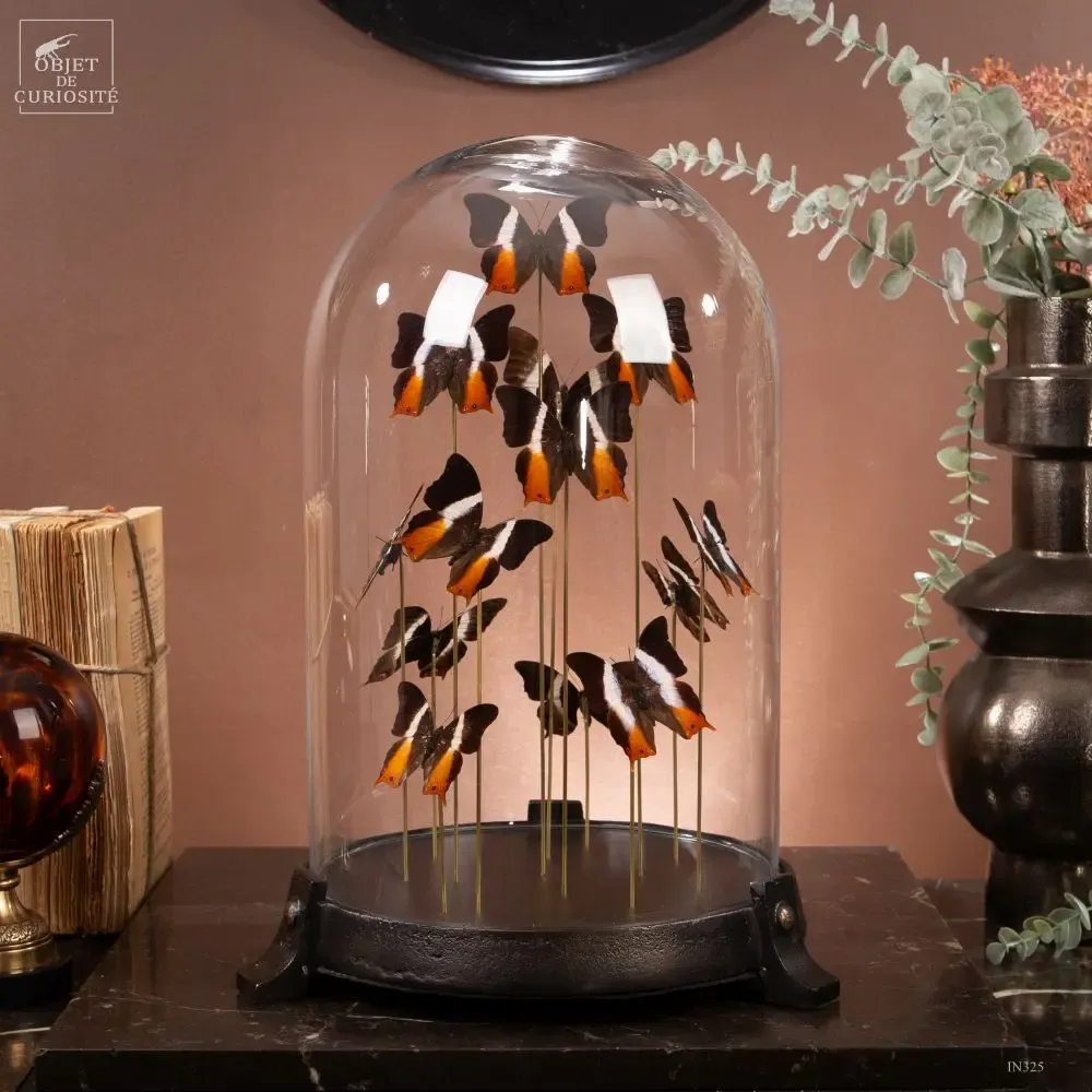 Objets personnalisables - Notre collection de papillons. - OBJET DE CURIOSITÉ