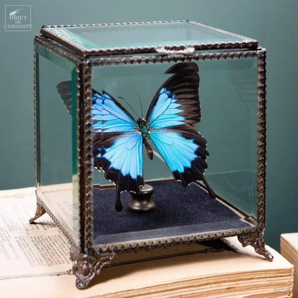 Objets personnalisables - Notre collection de papillons. - OBJET DE CURIOSITÉ
